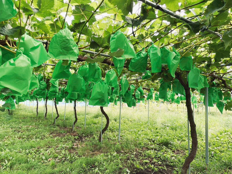 不揃いでも味は極上！🟢期間限定！シャインマスカット🟢ご家庭用 【2房-約800g】