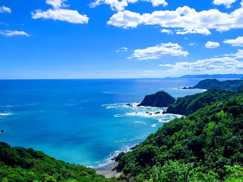 【ジャム用】南国土佐 完熟びわ２ｋｇ 農薬不使用 自然栽培 四万十産