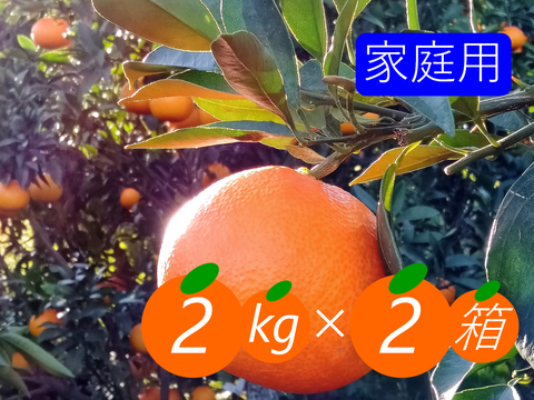 【家庭用】まどんな 4kg(2kg×2箱) みんなトリコになる“”プルプル“”新食感♡高級柑橘♫