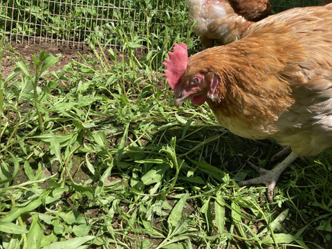【採れたて新鮮たまご】平飼い養鶏卵『Bon-TAMA』M~Lサイズ・30個入り