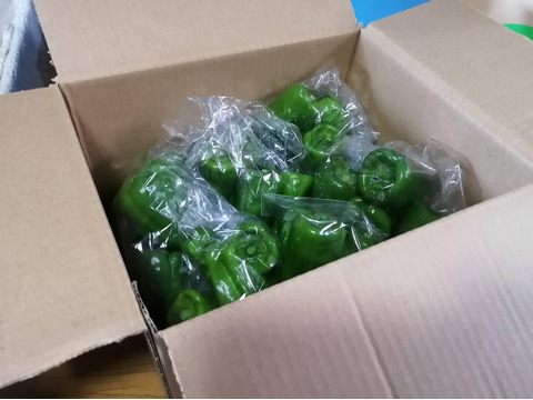 もぎたての瑞々しいピーマン（60サイズ箱詰め）