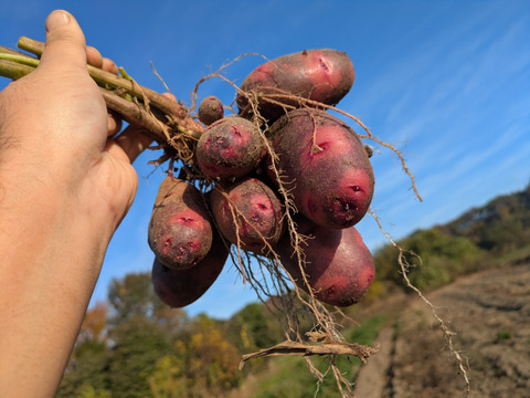【美味しい野菜をお届けします】　季節の野菜セット『採れTakara☆彡』11品前後