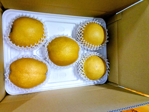 【鳥取産】王秋梨！