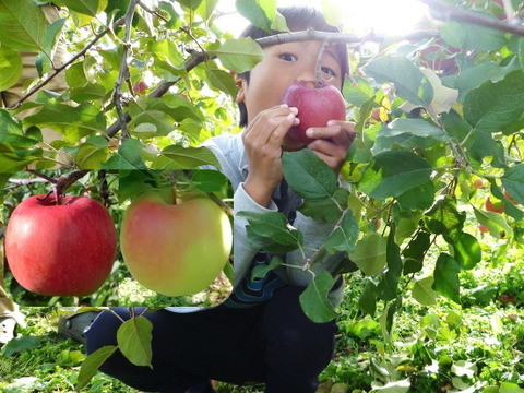【少量追加！】サンふじ＋ぐんま名月　家庭用　5キロ【葉とらず】JA基準より60％減の低農薬栽培　【りんご食べ比べ】