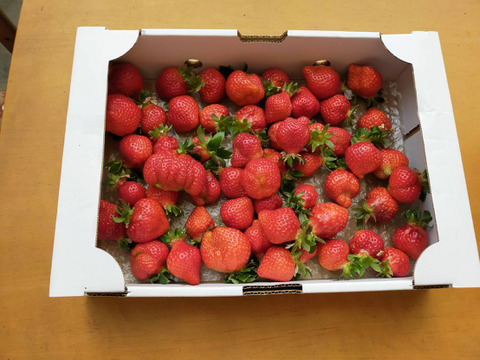 あまおう苺 ジャム加工用 4キログラム 福岡県産 食べチョク 農家 漁師の産直ネット通販 旬の食材を生産者直送 あまおう苺 ジャム加工用 4キログラム 福岡県産 食べチョク 農家 漁師の産直ネット通販 旬の食材を生産者直送