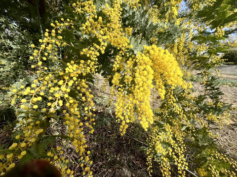 【ふわふわのミモザ10本】ふわふわのミモザ、3月20日金曜日着までの発送になります。花瓶に入れてゆっくり楽しんだ後は、ユーカリと一緒にリースにして長くお楽しみいただけます。