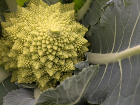 ぶろまねセット（ブロッコリー５個＆ロマネスコ２個）