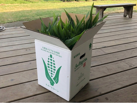 【お試し3本】濃厚でコク甘いドルチェドリーム｜朝どれ直送（約900g）