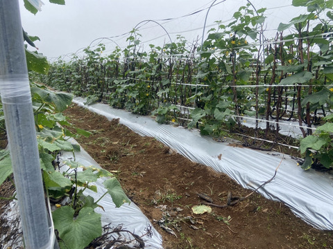 新鮮四葉きゅうり！4.8kg 長崎県産