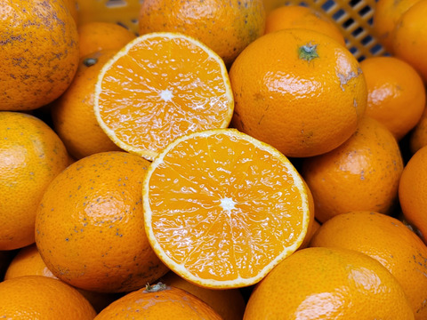 【清見オレンジ 8kg】サイズ混合小玉多め　和歌山県有田市　産地直送