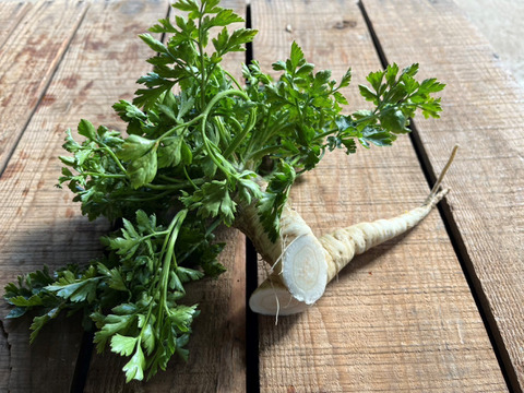 農薬・化学肥料不使用！珍しいルートパセリ1kg！