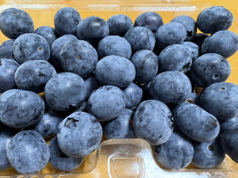 【冷蔵】パリッと爽やか「高滝湖ブルーベリー」（初物）（露地栽培）250g×2p（ハイブッシュ）