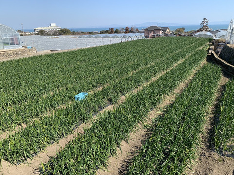 「真冬に届く、春の味」【超極早生玉ねぎ】