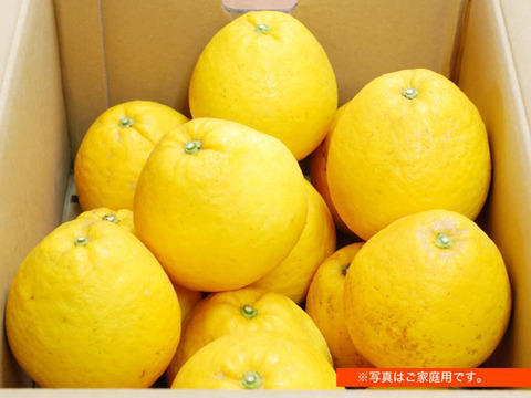 【完熟!】河内晩柑 3kg(約9個)