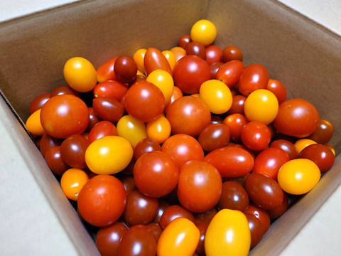見た目も鮮やか！！甘いカラフルミニトマト4色セット2㎏