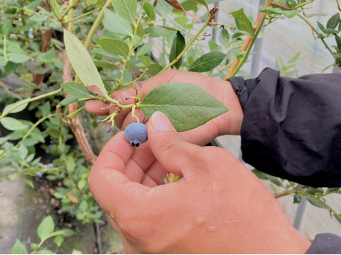 【大特価セール】訳あり ブルーベリー500g【乳酸菌農法】