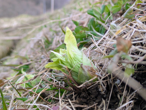 春一番ふきのとう単品