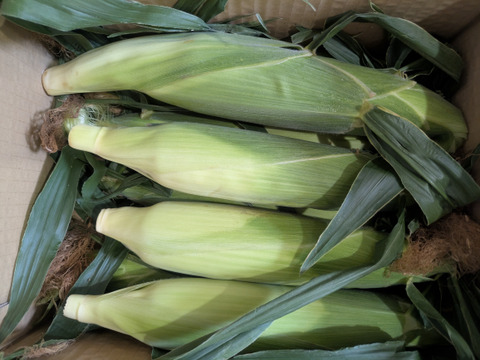 【感謝価格】おおもの3kg　糖度20度前後にもなる激甘スーパースイートコーン！！