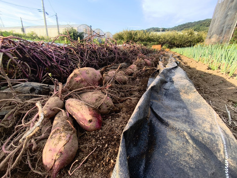 なめらかな食感、シルクスイート（約1.5キロ）
