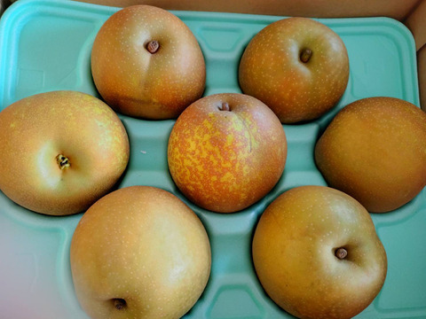 梨新品種「甘太」糖度約１４度５ｋｇ