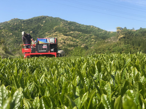 【釜炒り茶★シングルオリジン】やぶきた(R7年産一番茶100g×3袋セット）