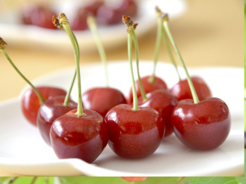 【2026年予約早割】さくらんぼ食べ比べ🍒7品種から旬の2品種をお届け！佐藤錦や紅秀峰など品種はおまかせ🍒