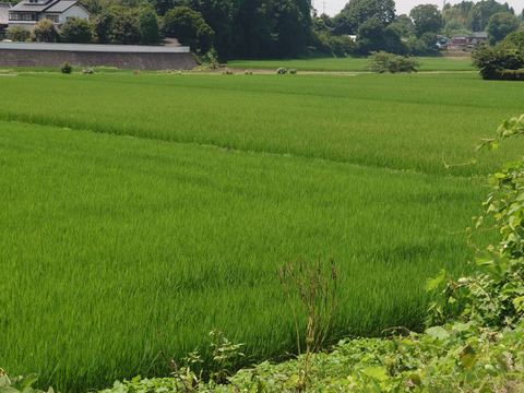 (常温配送)出荷日当日の朝採りお届け致します☆平飼い濃厚卵　岡崎おうはん30個＋割れ保証