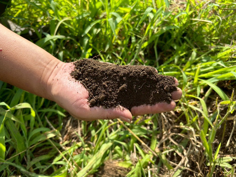 自然の甘みがぎゅっと詰まった！農薬不使用にんじん 5kg（農薬・化学肥料・除草剤・防虫剤不使用／家庭用サイズ）