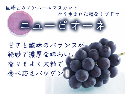 花笑み農園　岡山のニューピオーネ約2kg（3～5房）家庭用【9/9～順次発送】P-2家