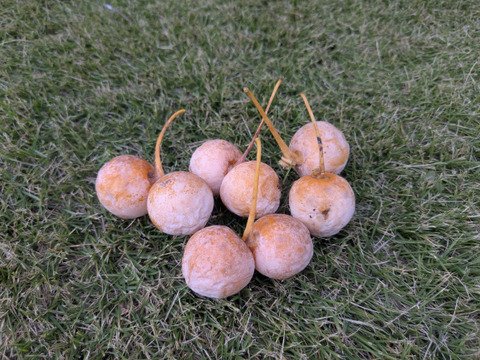 【今が旬】喜平ぎんなん 1kg (無選別)1粒3.0g以上を集めました。