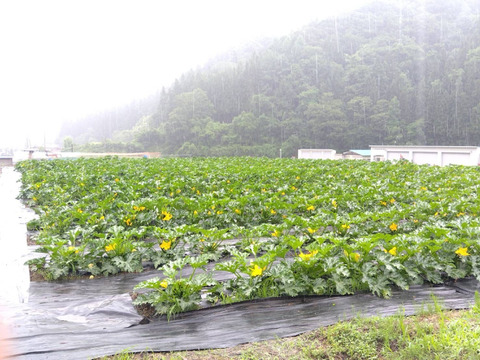 『ズッキーニ』11〜15本