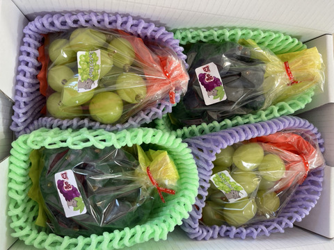 シャインマスカットだけになる可能生があります！まるせい果樹園のぶどう　おまかせ　350ｇ×4袋　バラ詰め　自家用　贈答用　os3