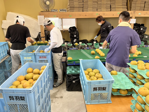 今が旬！驚きの甘さ】富山県呉羽梨-幸水-10kg 16〜24玉【訳あり！大
