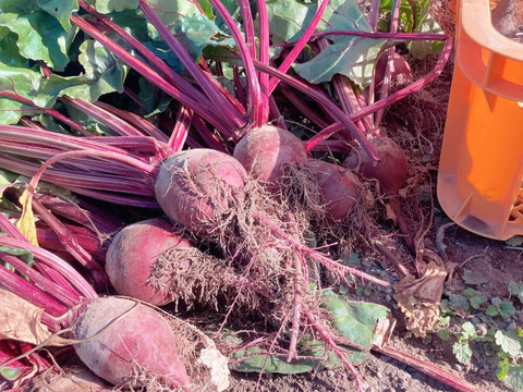 新鮮葉付きビーツ10本