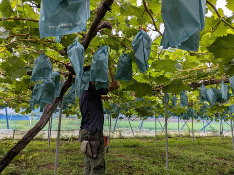 【完熟ゴールデンシャインマスカット】2房箱