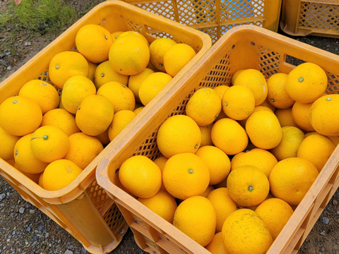 高速 割引 平日 八朔(はっさく) ご家庭用 8kg】サイズ混合 和歌山県有田市 産地 果物