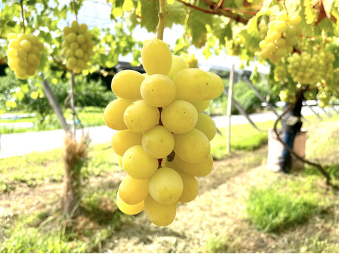 ひたすらにあま〜いシャインマスカットがお好きな方へ。あなたもゴールデン中毒に…😏