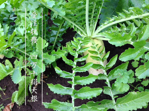 【おでん用】究極の絹食感！奥四万十絹大根５ｋｇ 農薬不使用 自然栽培 四万十産