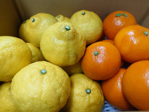 【柑橘食べ比べ】はるか・みはや