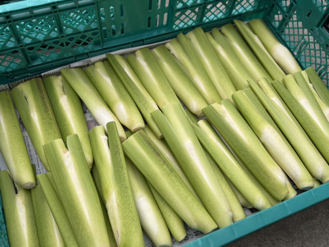 【完全自然栽培】のマコモダケ1キロ