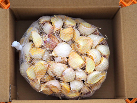 田子町産にんにく500g【バラ】【7月中旬以降お届け】：青森県産