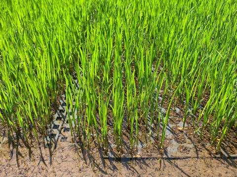 天日干し/自然栽培もち米〈マンゲツモチ 精米〉大分県産 10kg