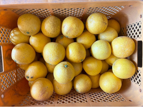 laNui labo.　河内晩柑ストレートジュース720㎖/本×12本　🍊デコポン発祥の地・不知火町より ジューシーオレンジ