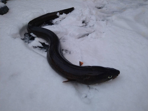 冬の特大天然ハモ❗️ 青森県　津軽海峡産‼️ 1匹分　3パック