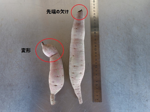 自然栽培さつま芋「べにはるか5kg」（小～中サイズ・焼き芋に適した蜜芋タイプ、栽培期間中農薬・肥料不使用）