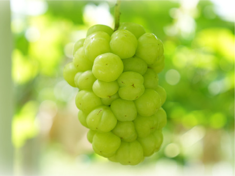 花笑み農園　岡山の瀬戸ジャイアンツ約２kg（３～５房）【9/27～順次発送】G-2家