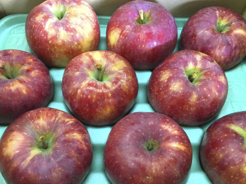 【2026年予約】『シナノリップ』家庭用✨暑い夏にピッタリなジューシーなりんご！3ｋｇ