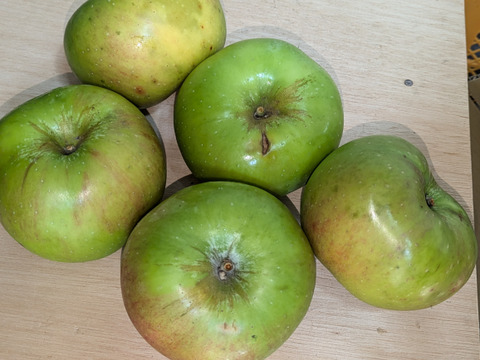 クッキングアップル　ブラムリー約3㎏【訳あり】