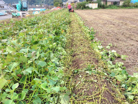 【訳ありＢ品】熟成不要のさつま芋「あまはづき5kg」（虫害・割れ・キズあり、小～中サイズ、栽培期間中農薬・肥料不使用）