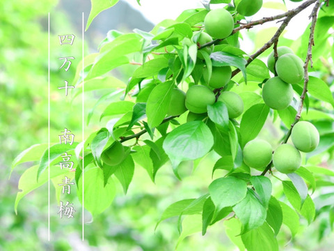 【超希少】最高級紅南高梅１ｋｇ ４Ｌサイズ以上 農薬不使用 自然栽培 四万十産